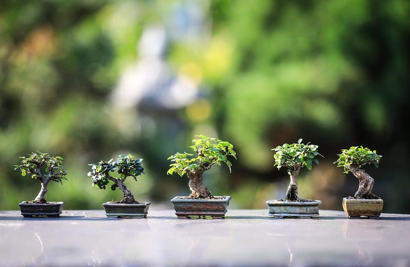 Hanging Plant Shelves