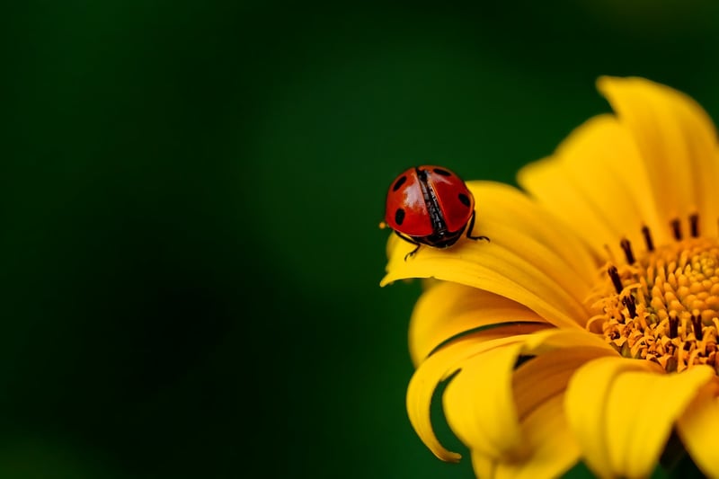 Ladybird beetle on a leaf