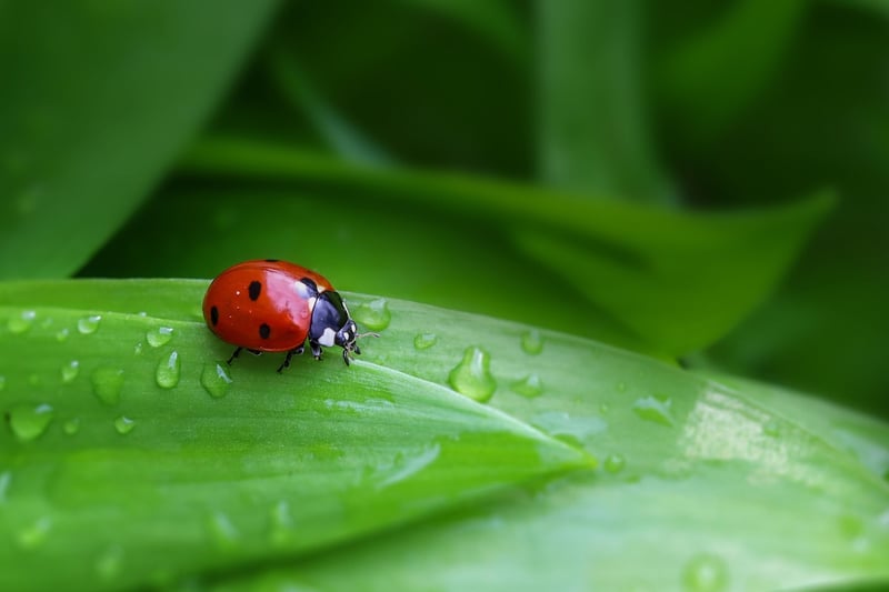 Ladybug on a plant